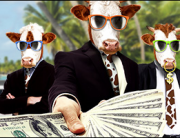 Cash Cow